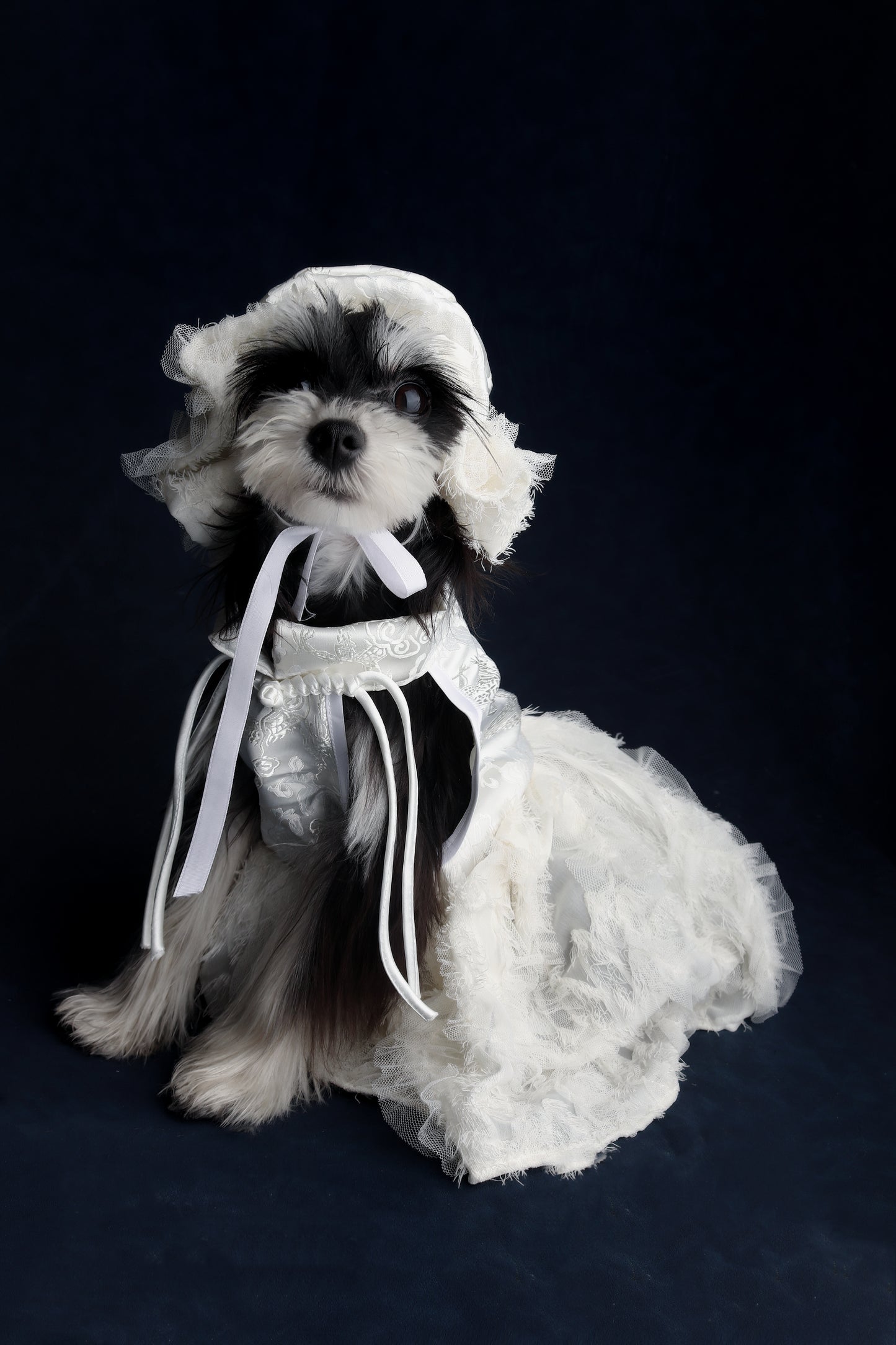 Dragon feather Suit |Pet’s Gift
