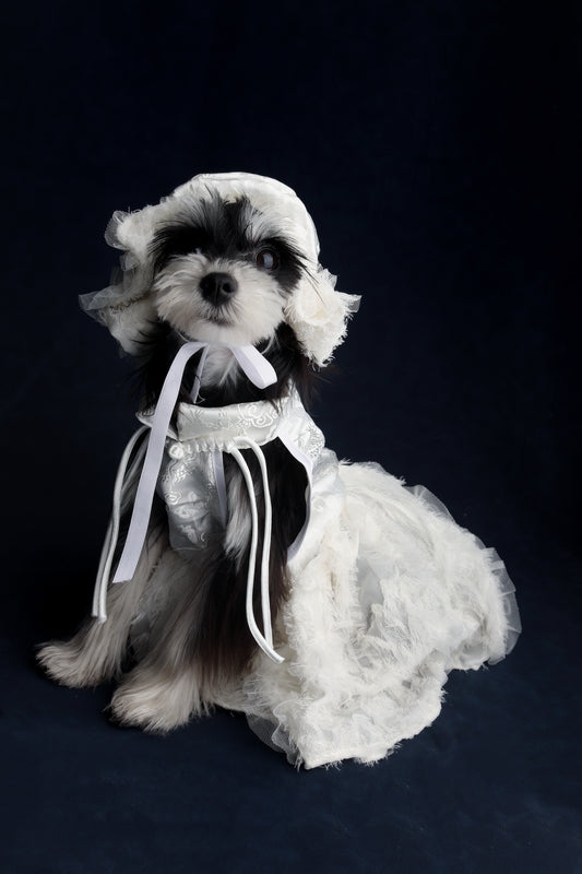 Dragon feather Suit |Pet’s Gift