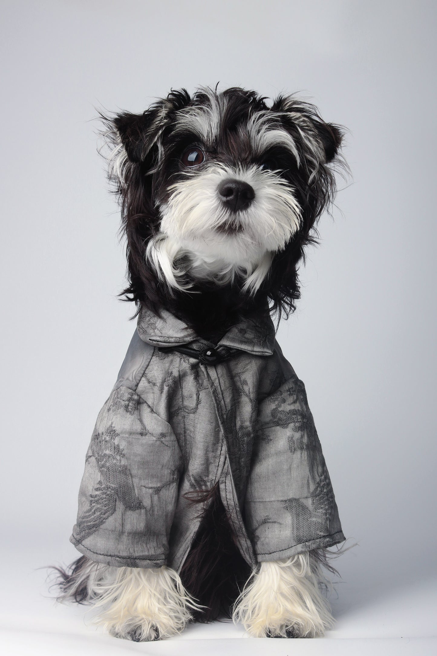 Foredawn|Pet’s Gift
