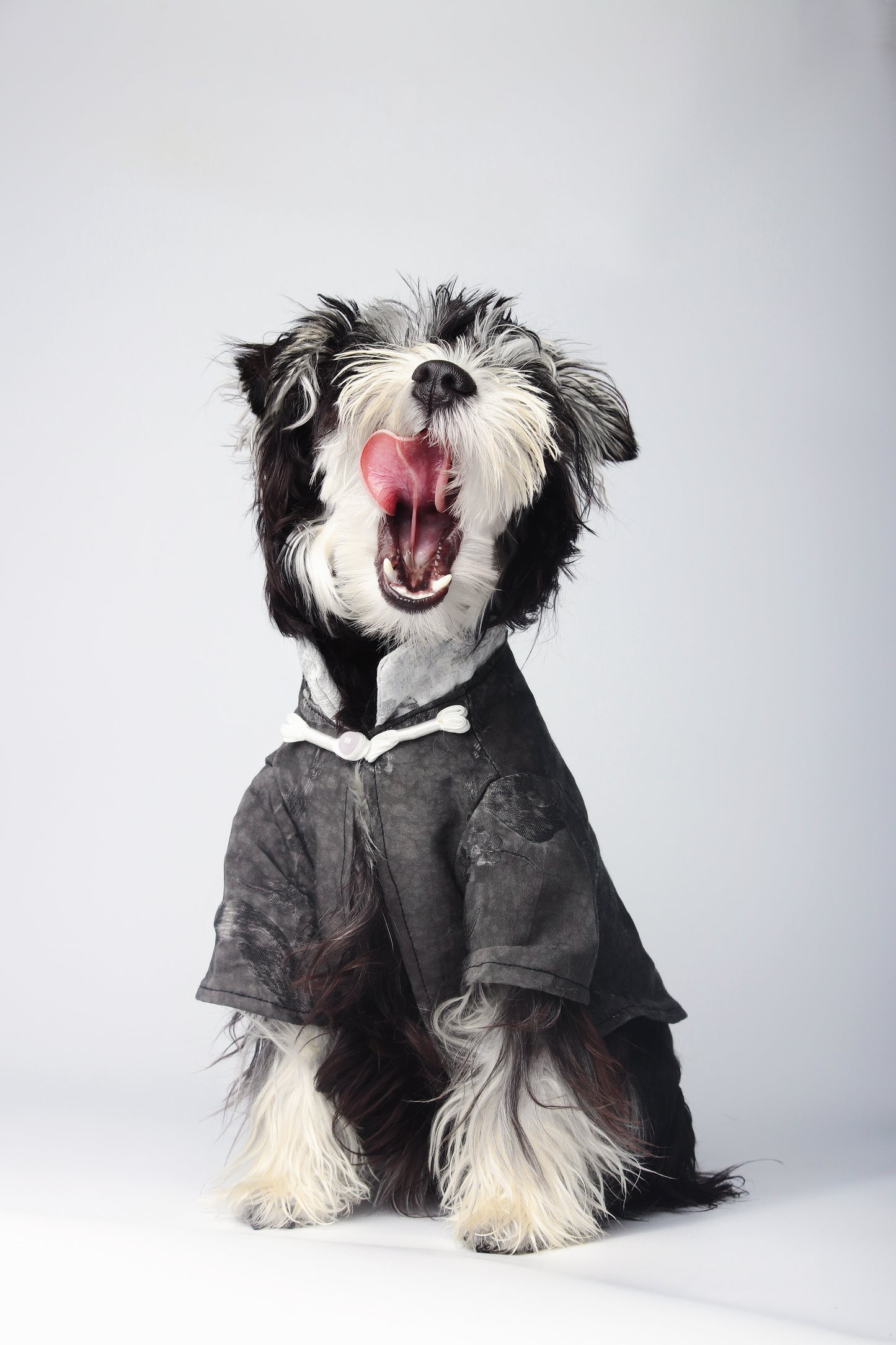 Le Notti bianche|Pet’s fashion