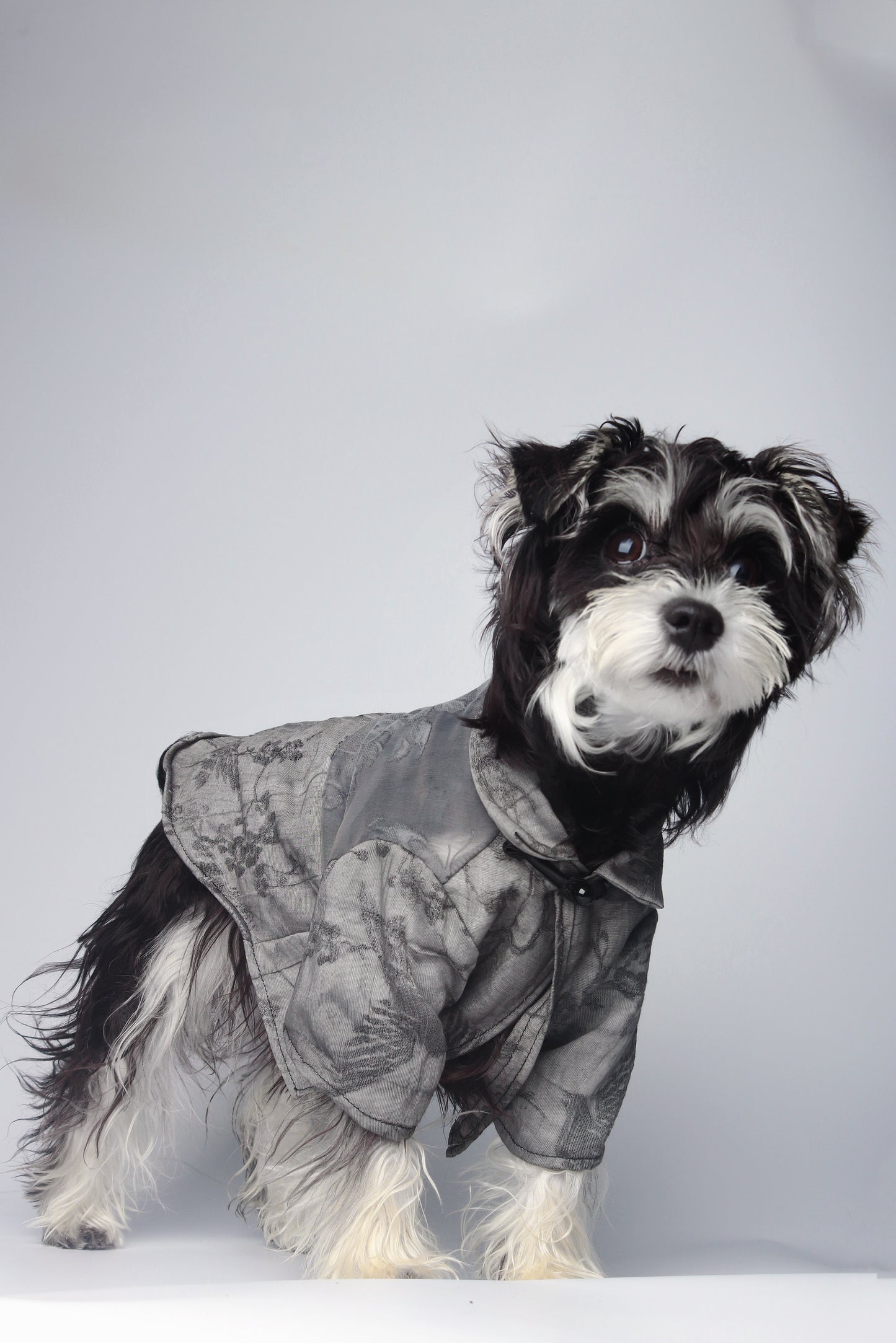 Foredawn|Pet’s Gift