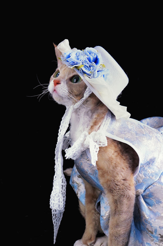 Blue Holiday |Pet's Gift