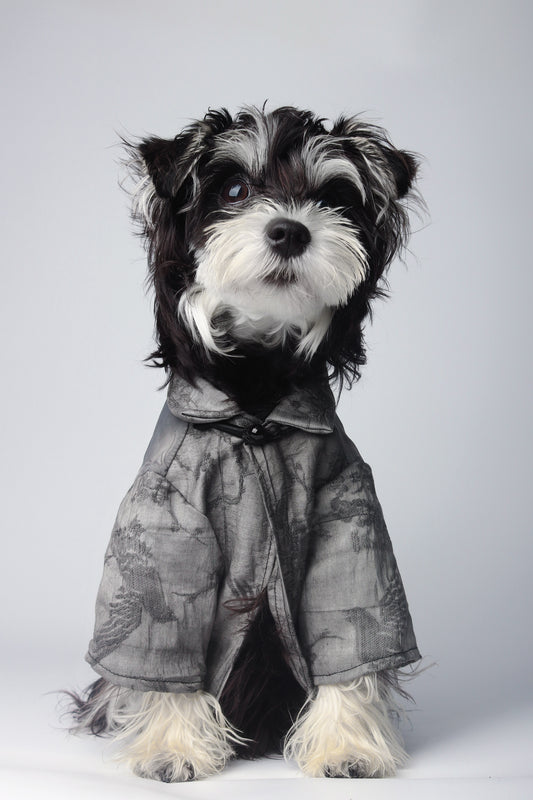 Foredawn|Pet’s Gift