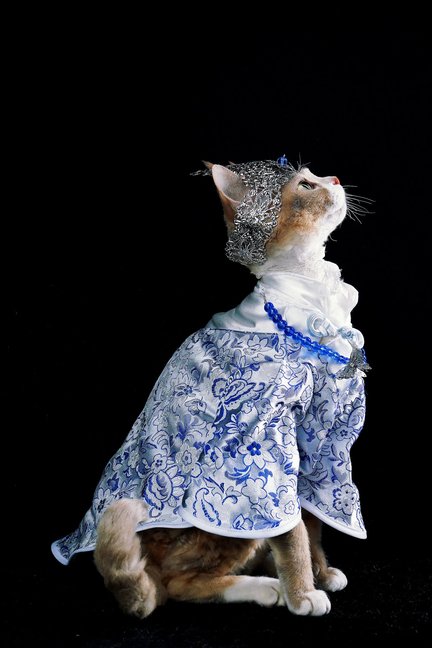 Pet National Style | Blue&White porcelain